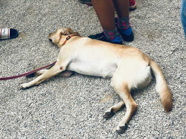 九游APP-斯洛文尼亚遭遇捷克逆转,小组命运堪忧的简单介绍