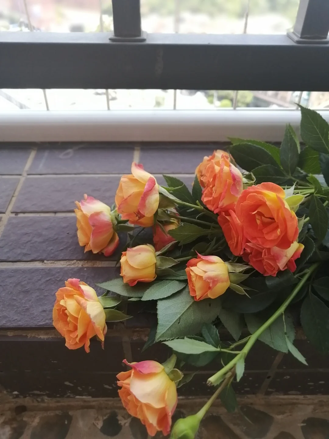 布拉格拉米亚队员努力奋斗,赢得胜利 布拉格拉米亚队员努力奋斗,赢得胜利